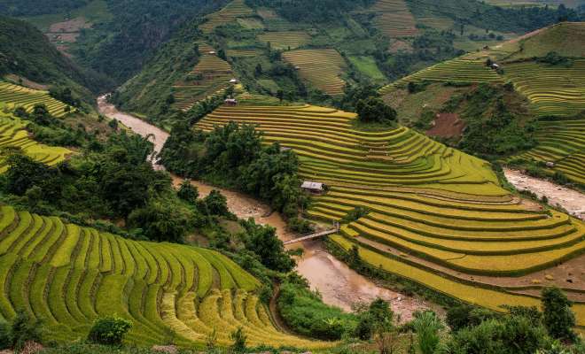 Golden rice terraces just before harvest at Mu Cang Chai