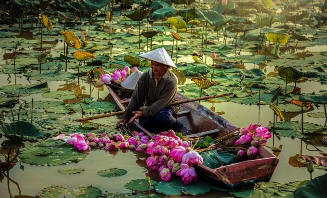 Gathering lotus blossoms from a city lake during the flowering season