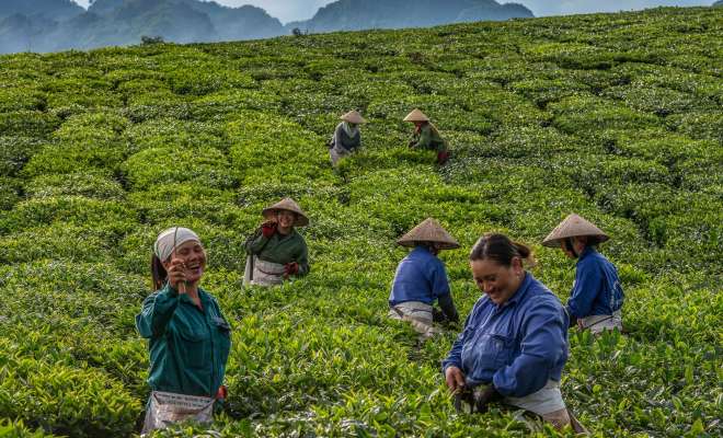 Picking Moc Chau tea leaves