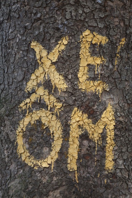Xe om sign painted on a tree