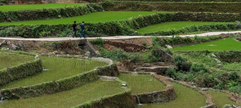 Xin Man Ban Ngo trek along paths through rice terraces